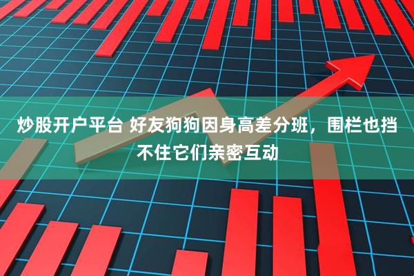 炒股开户平台 好友狗狗因身高差分班，围栏也挡不住它们亲密互动